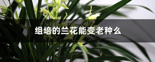 组培的兰花能变老种么，组培兰花的优点和缺点介绍