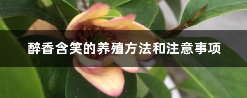 醉香含笑的养殖方法和注意事项