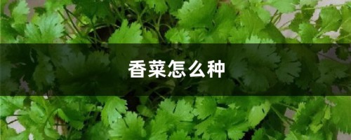 香菜怎么种（种植方法和时间）