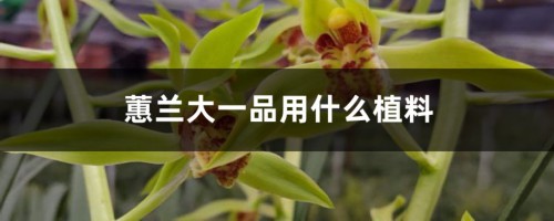 蕙兰大一品用什么植料，容易开花吗，好养吗