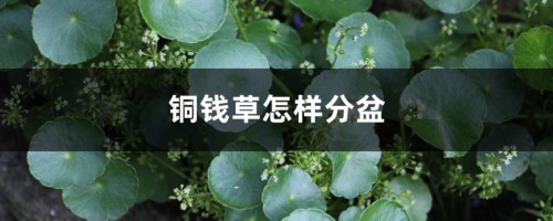 铜钱草怎样分盆