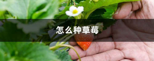 怎么种草莓