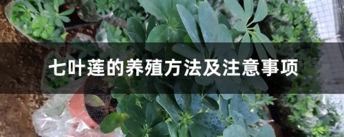 七叶莲的养殖方法及注意事项