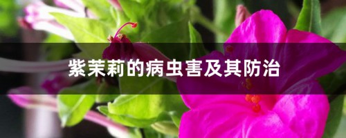 紫茉莉的病虫害及其防治