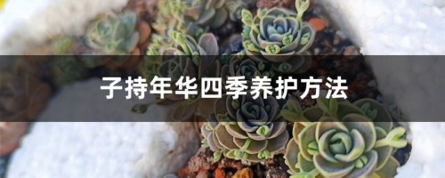 子持年华四季养护方法